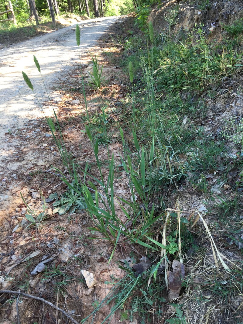 Carolina Canarygrass photo 3