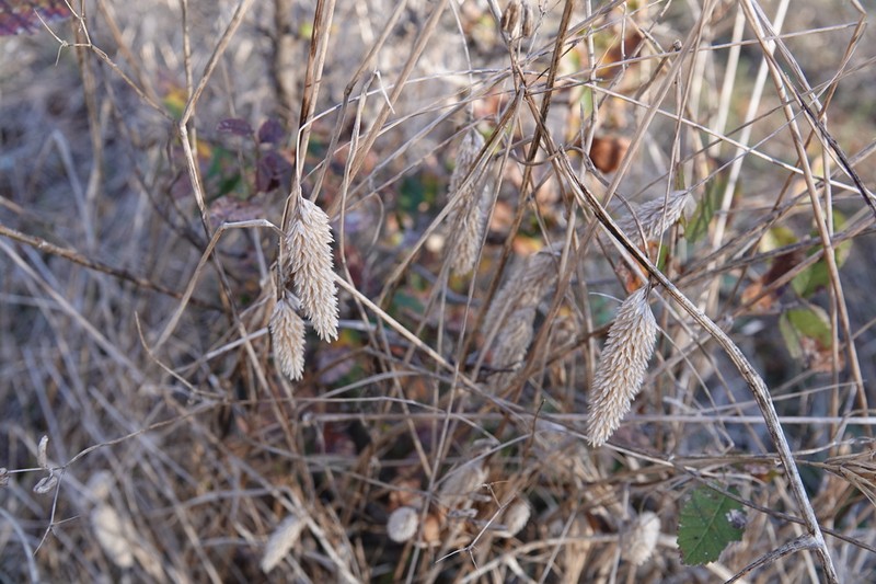 Carolina Canarygrass photo 4