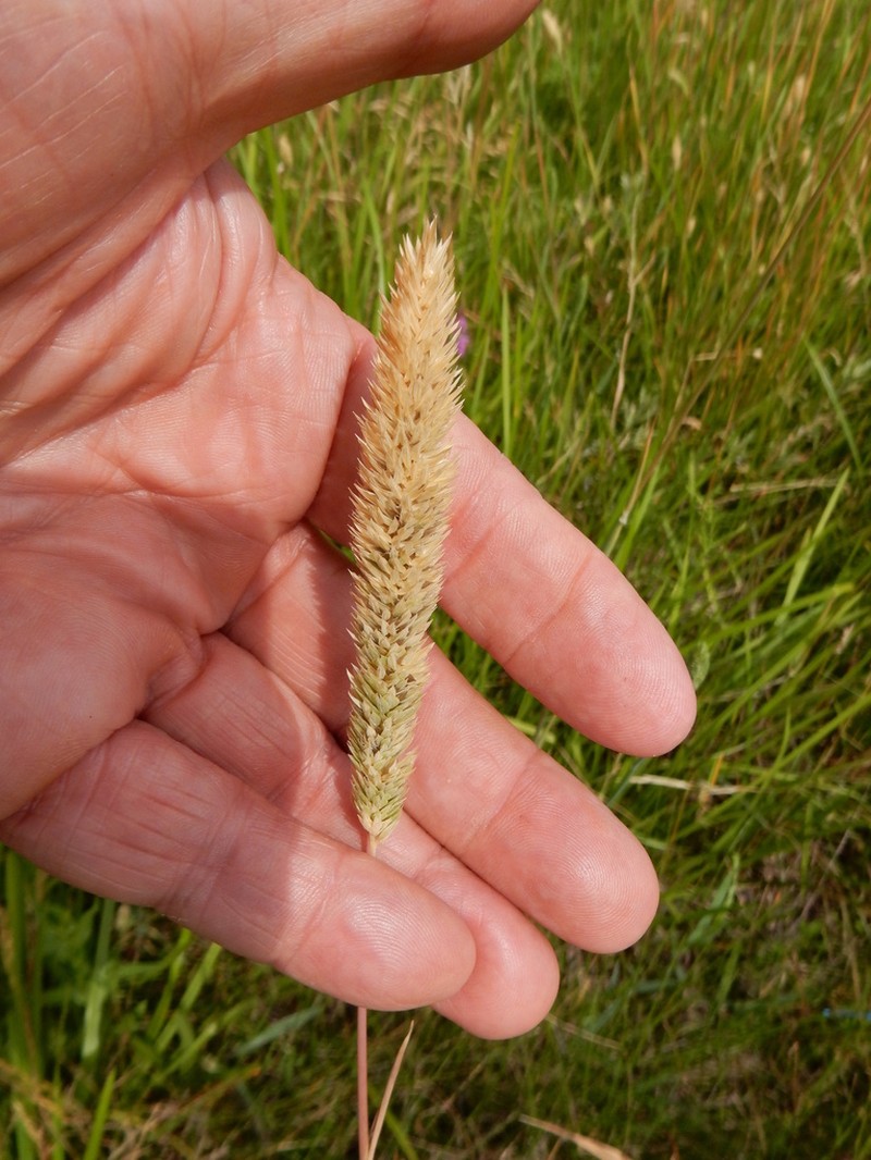 Carolina Canarygrass photo 5