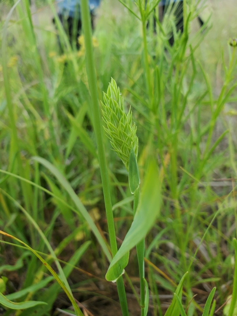 Carolina Canarygrass photo 6