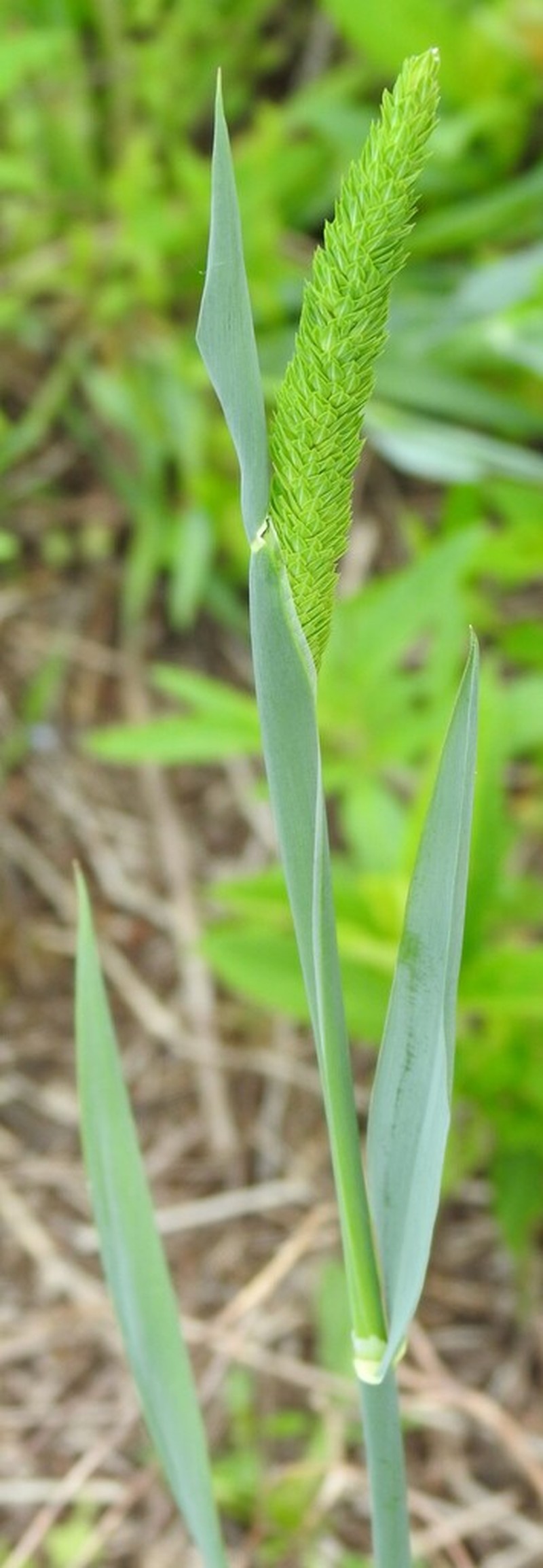 Carolina Canarygrass photo 7
