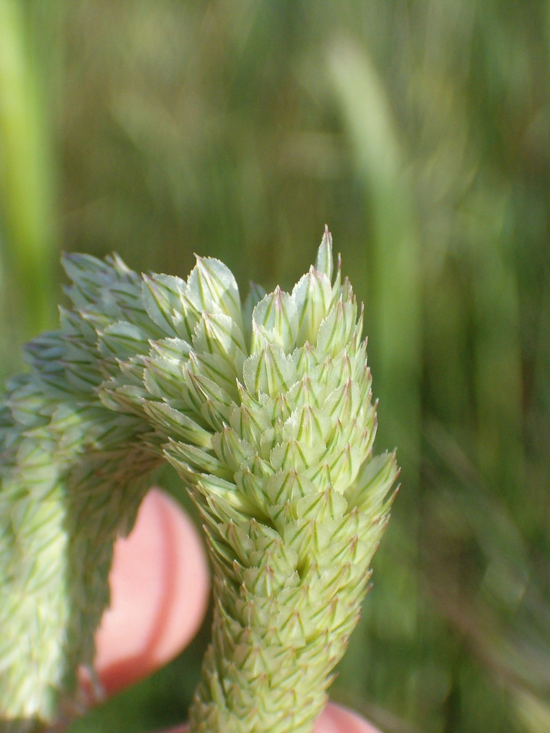 Sunolgrass