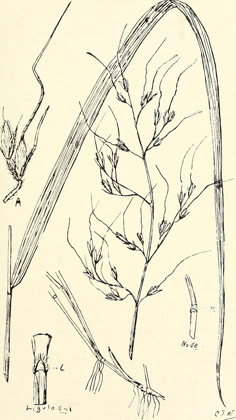 Phalaris commutata