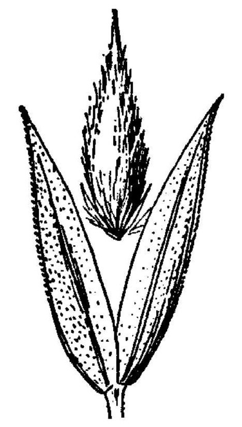 Lemmon's Canarygrass