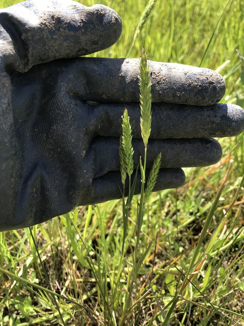 Lemmon's Canarygrass photo 2