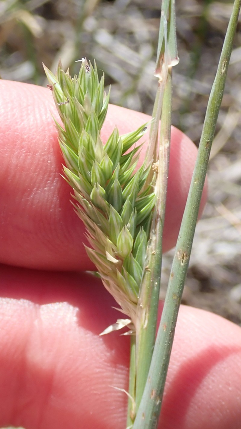Lemmon's Canarygrass photo 3