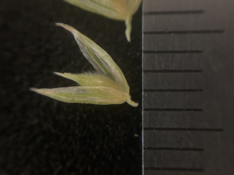 Lemmon's Canarygrass photo 4