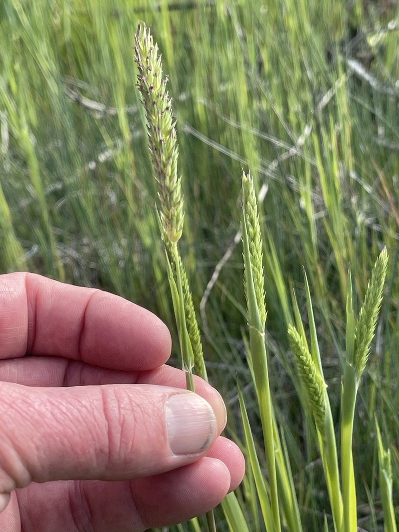 Lemmon's Canarygrass photo 5