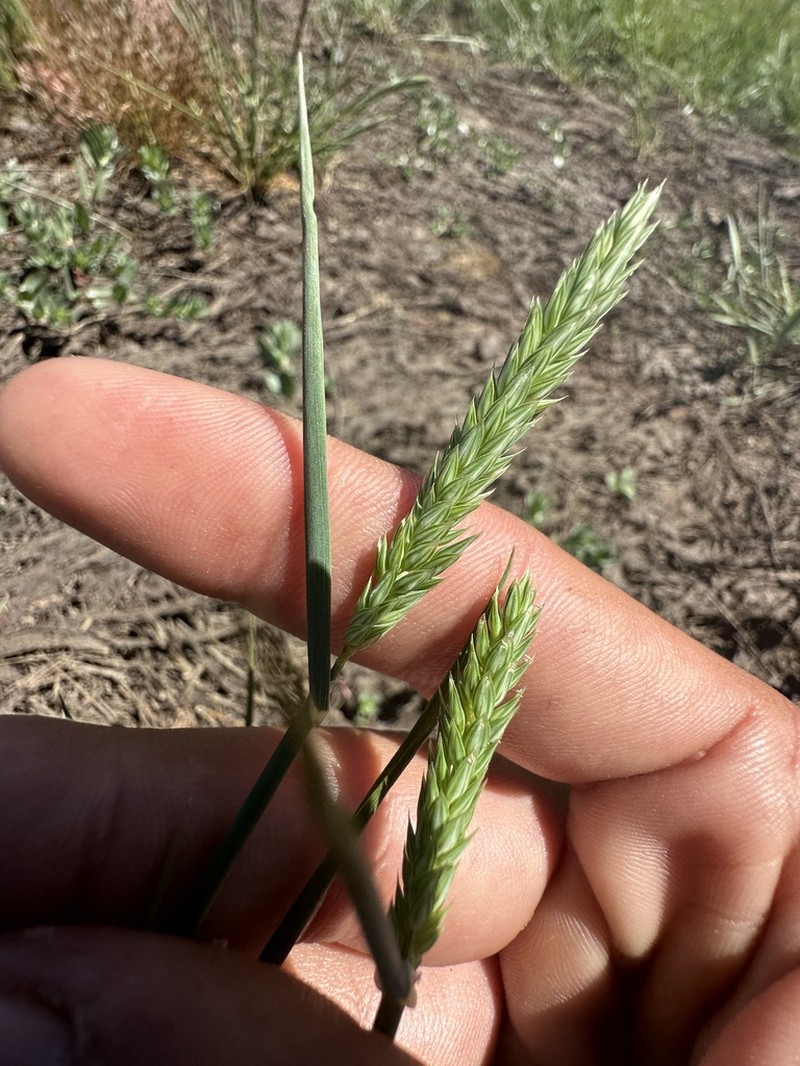Lemmon's Canarygrass photo 6