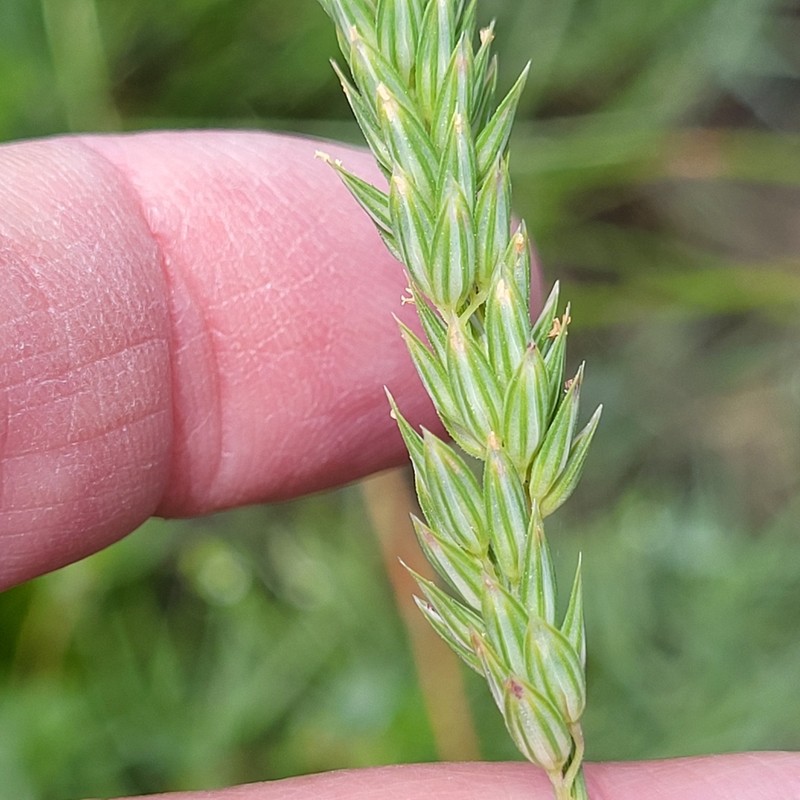 Lemmon's Canarygrass photo 7
