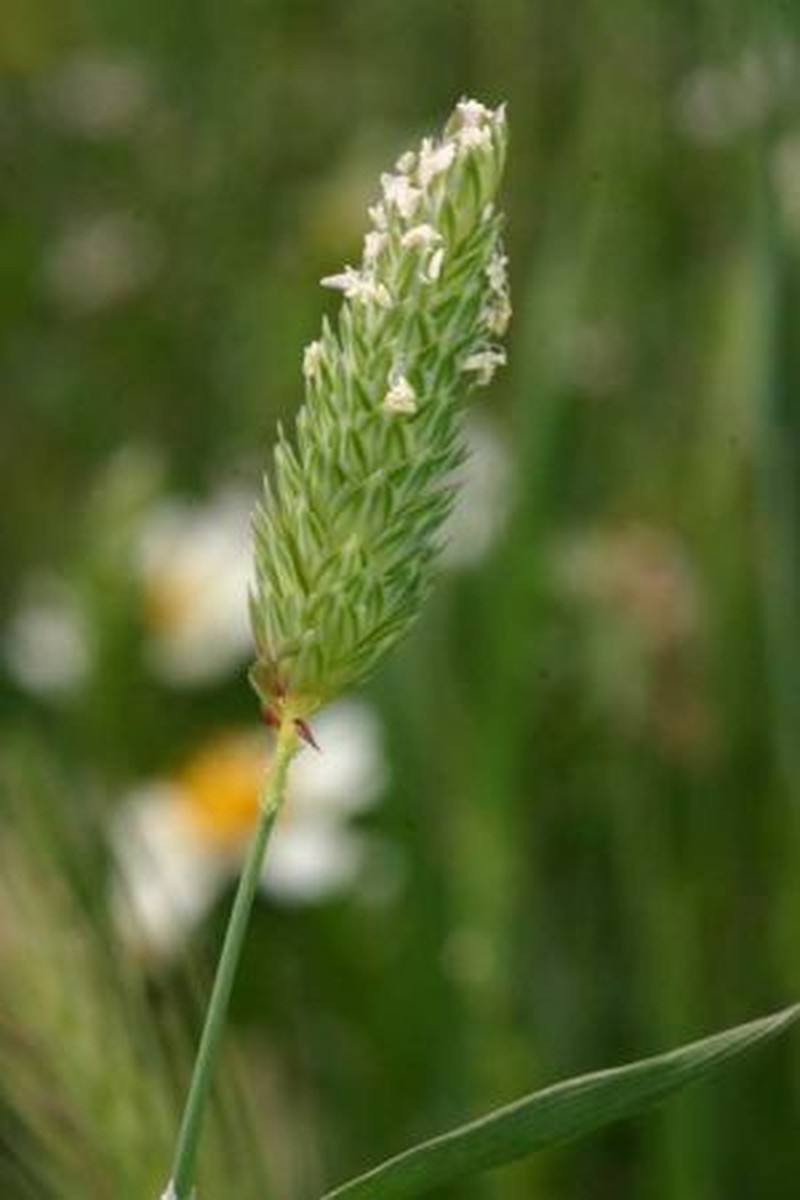 Littleseed Canarygrass