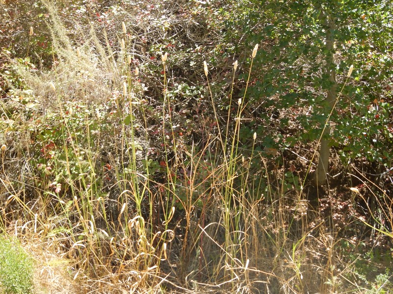 Littleseed Canarygrass photo 5