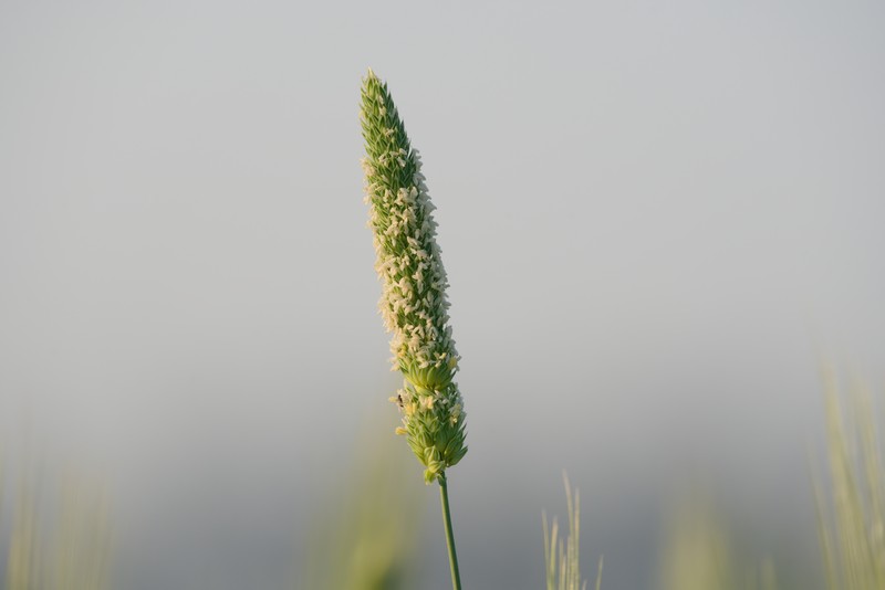 Littleseed Canarygrass photo 2
