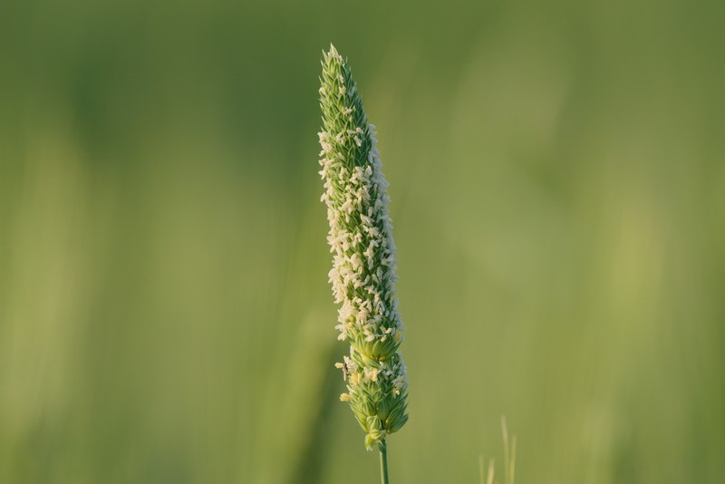 Littleseed Canarygrass photo 3