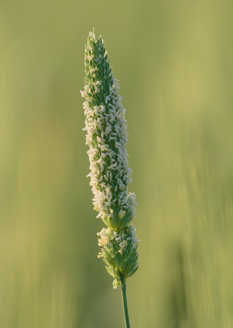 Littleseed Canarygrass photo 4