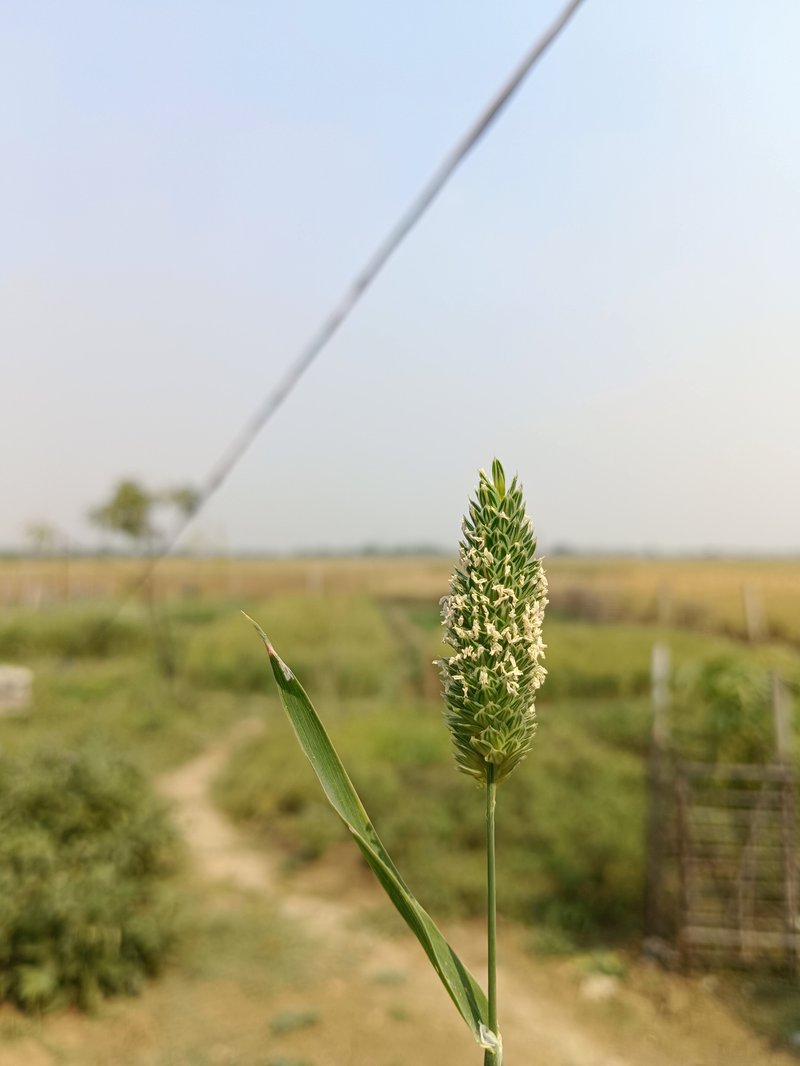 Littleseed Canarygrass photo 6
