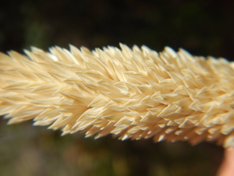 Littleseed Canarygrass photo 7