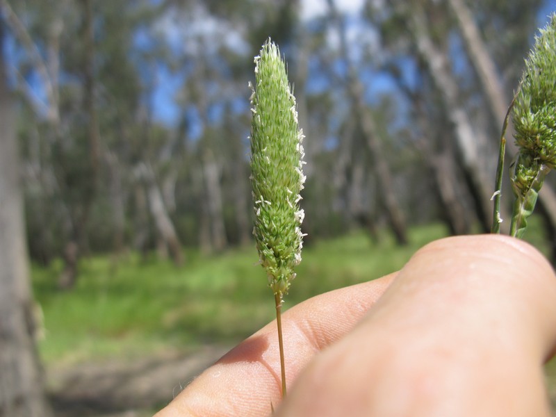 Hood Canarygrass photo 2