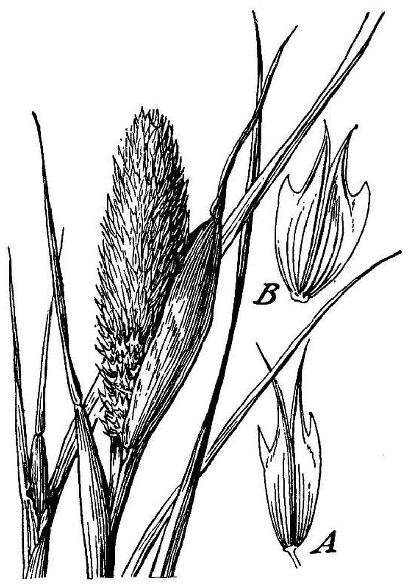 Hood Canarygrass photo 3
