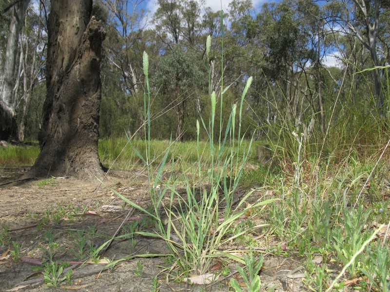 Hood Canarygrass photo 4