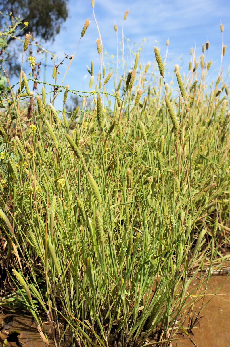 Hood Canarygrass photo 5