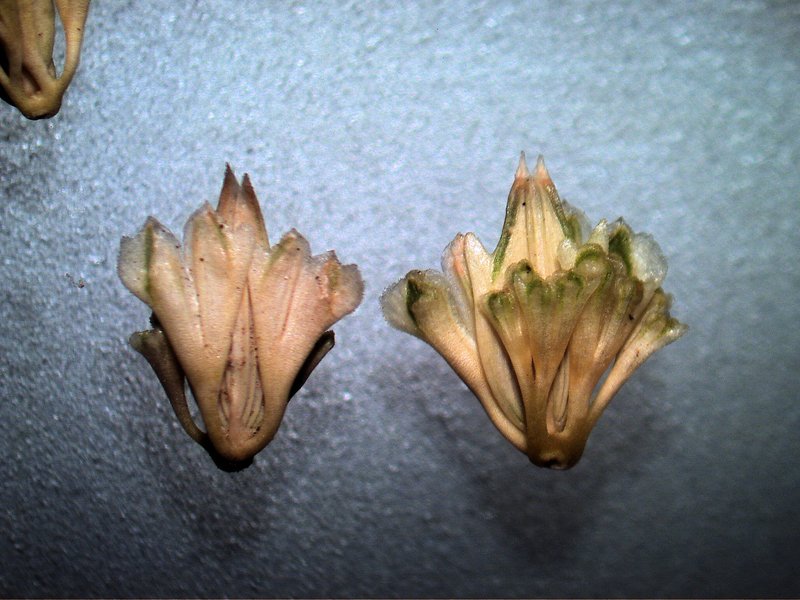 Hood Canarygrass photo 6
