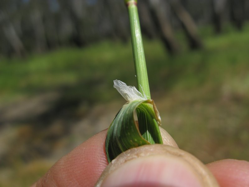 Hood Canarygrass photo 7