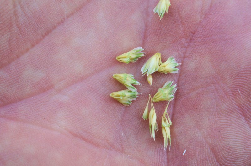 Hood Canarygrass photo 8