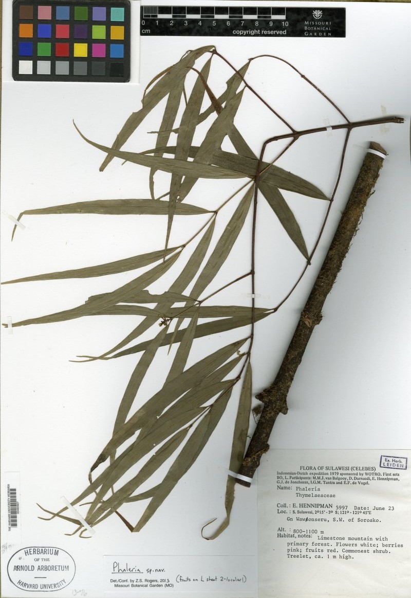 Phaleria stevensiana