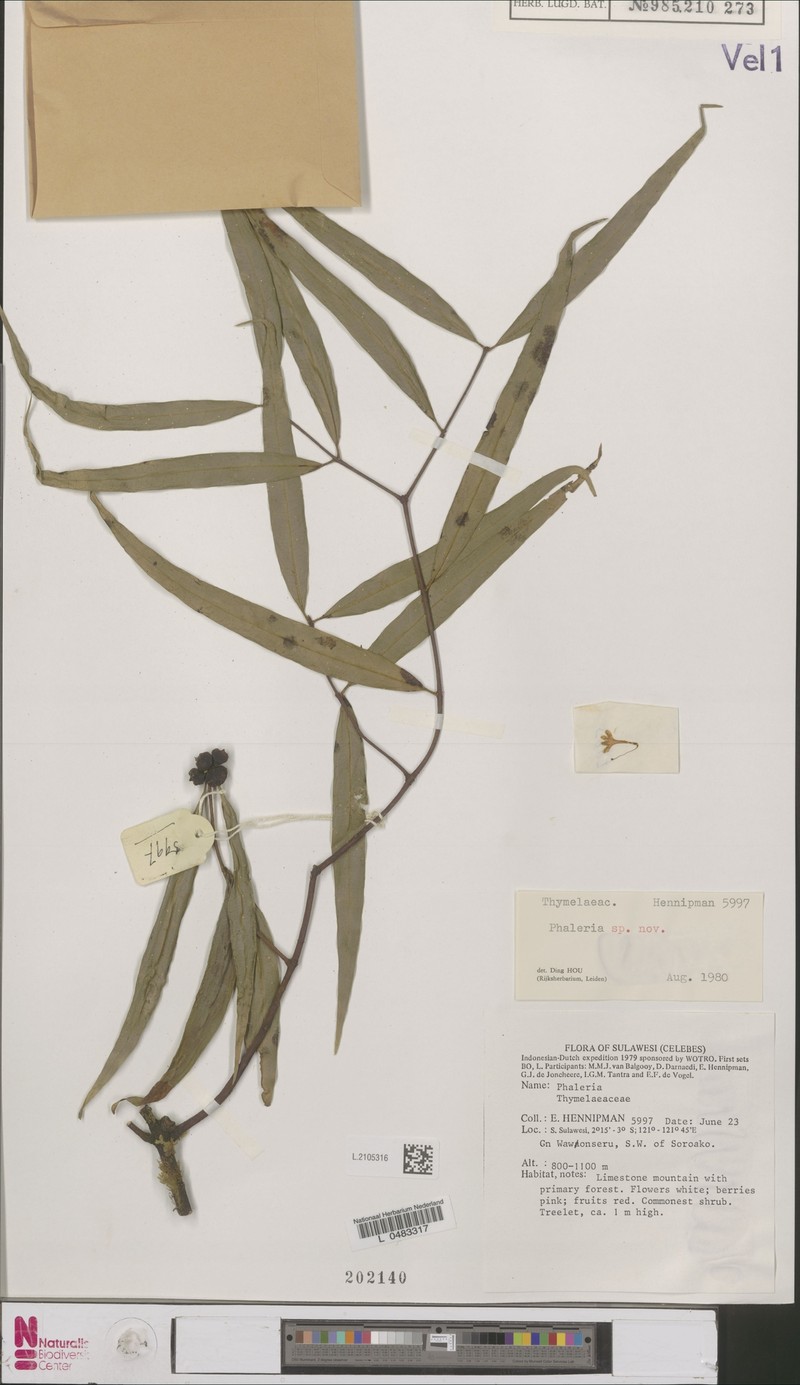 Phaleria stevensiana photo 2
