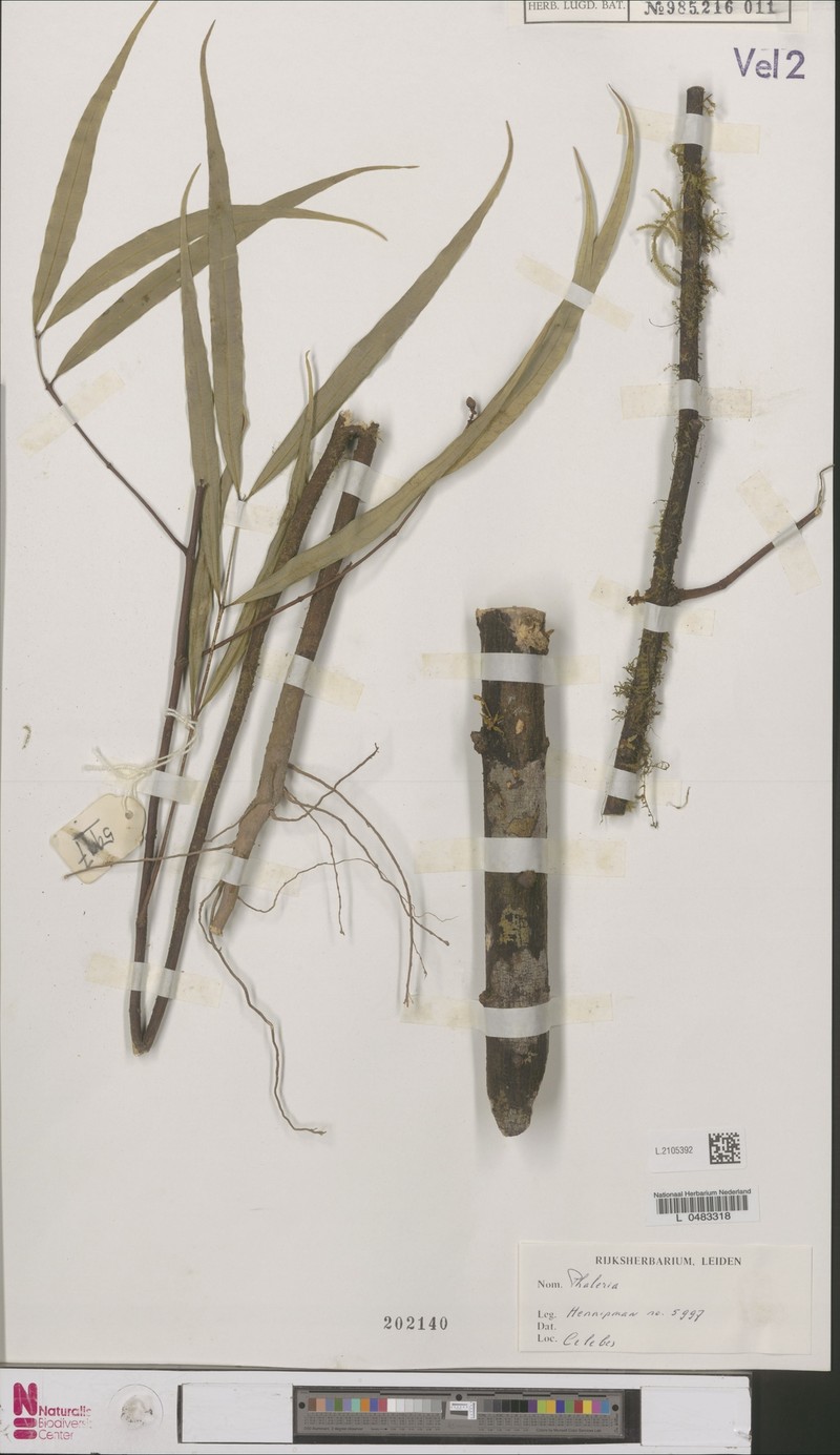 Phaleria stevensiana photo 3