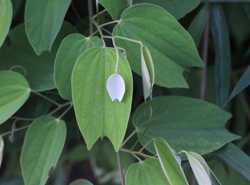 Phanera apertilobata