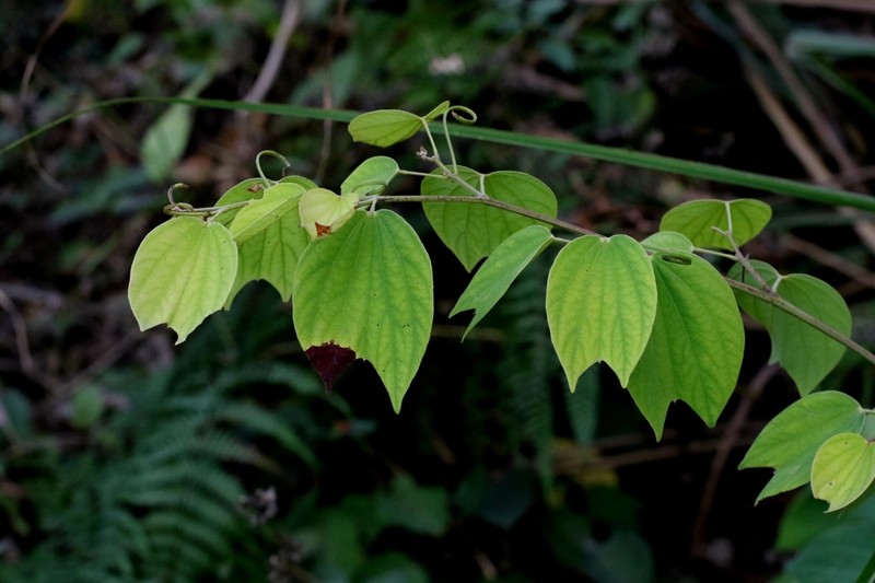 Phanera apertilobata photo 3