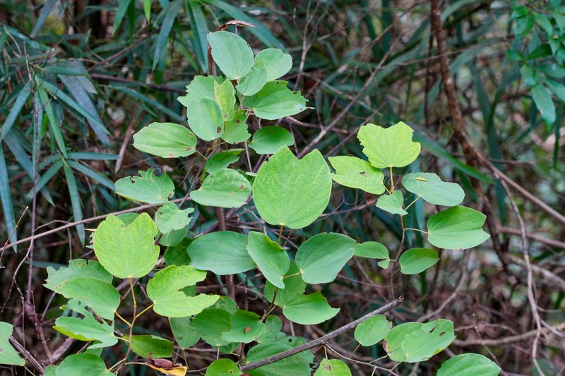 Phanera apertilobata photo 6