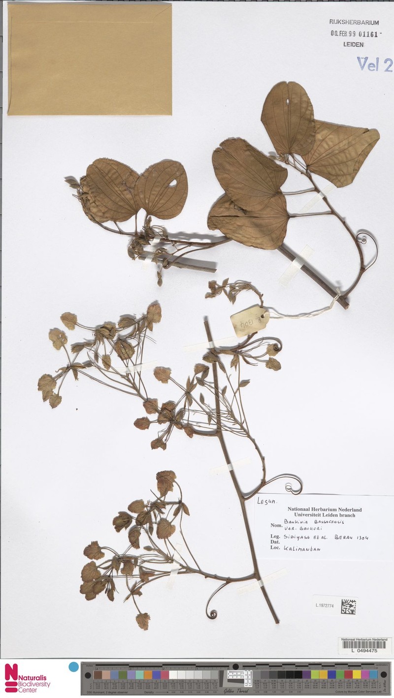 Phanera bassacensis var. backeri