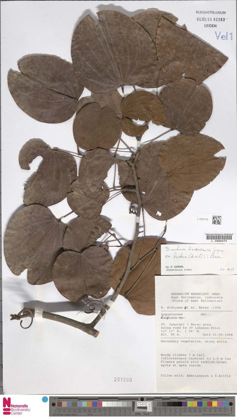 Phanera bassacensis var. backeri photo 2
