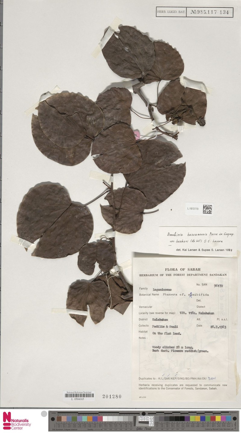 Phanera bassacensis var. backeri photo 3