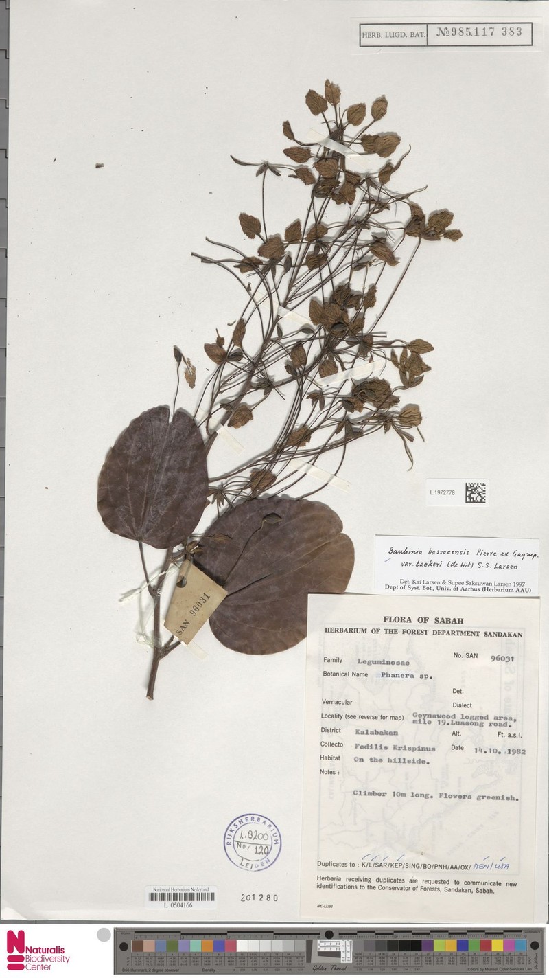 Phanera bassacensis var. backeri photo 4