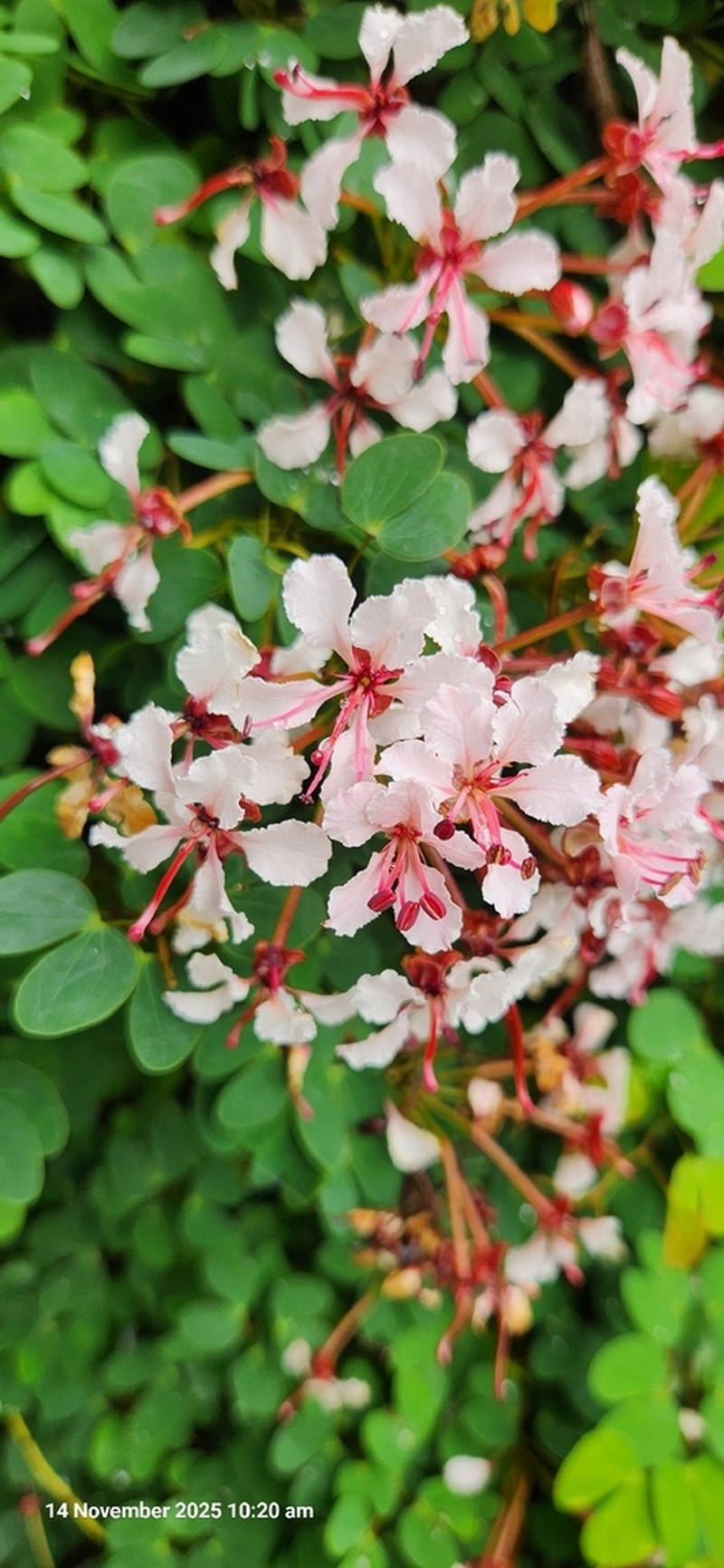 Phanera bohniana