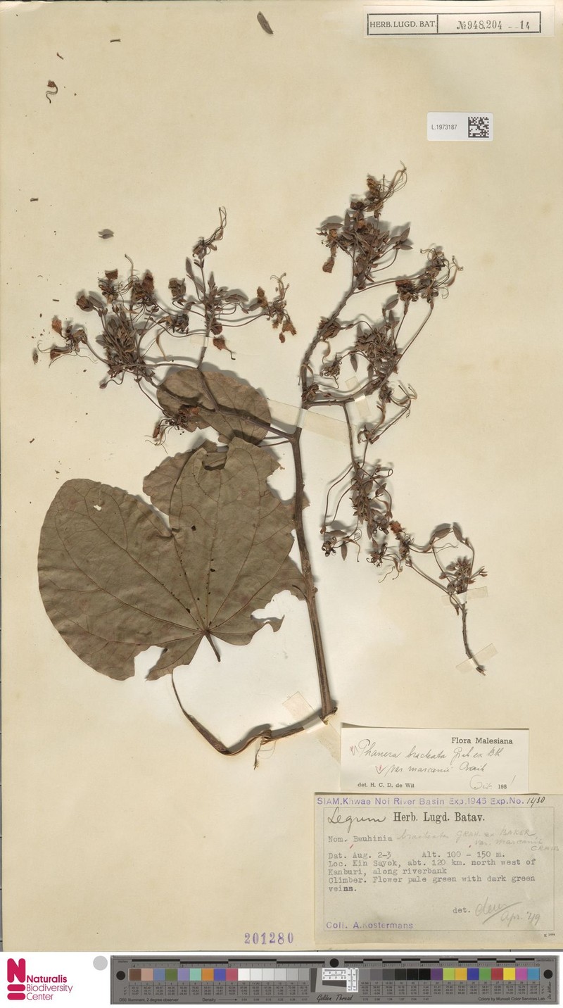 Phanera bracteata subsp. bracteata