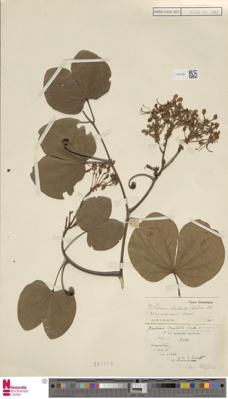 Phanera bracteata subsp. bracteata photo 2
