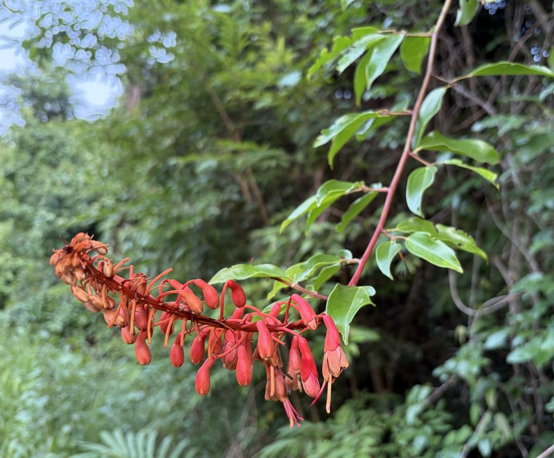 Phanera cardinalis
