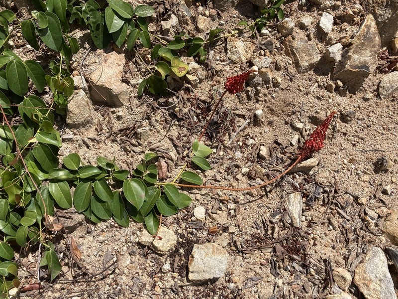 Phanera cardinalis photo 3