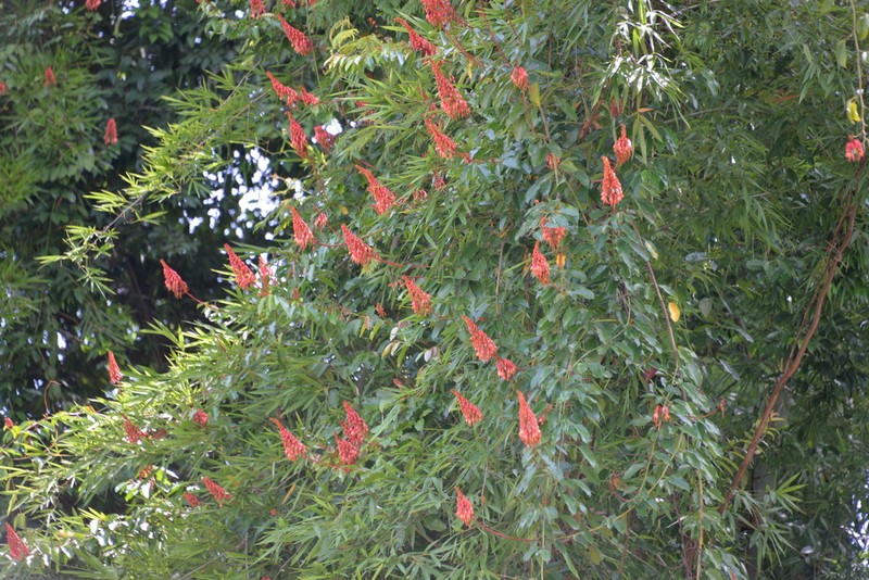 Phanera cardinalis photo 6
