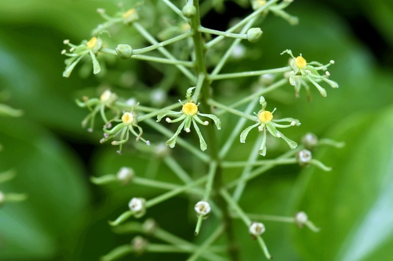 Phanera curtisii