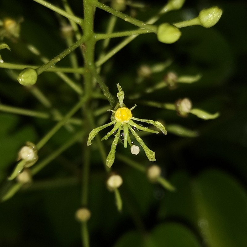 Phanera curtisii photo 2