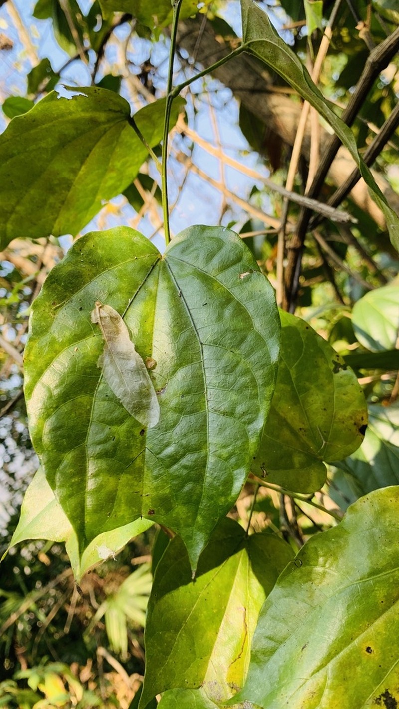 Phanera curtisii photo 3