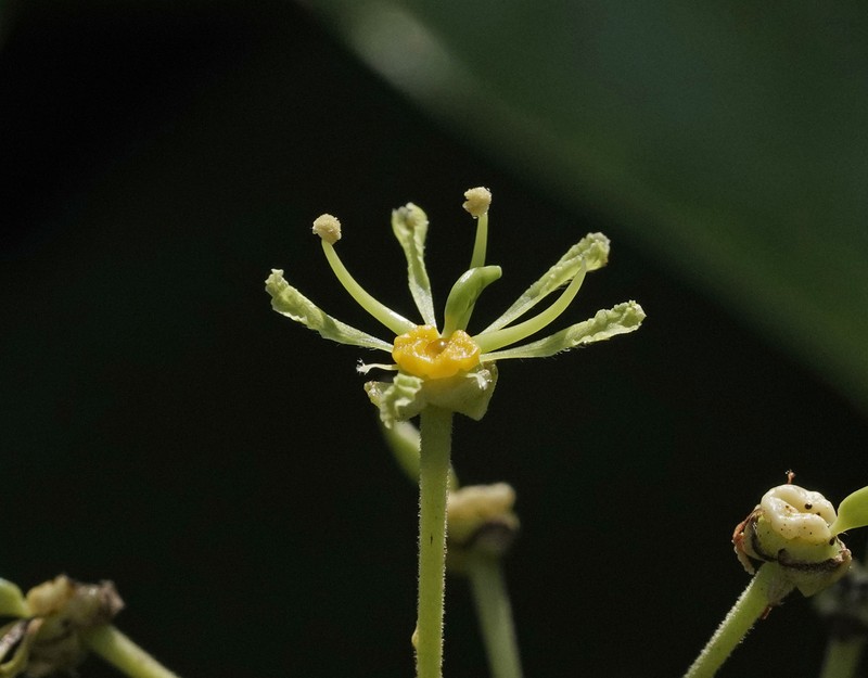 Phanera curtisii photo 4