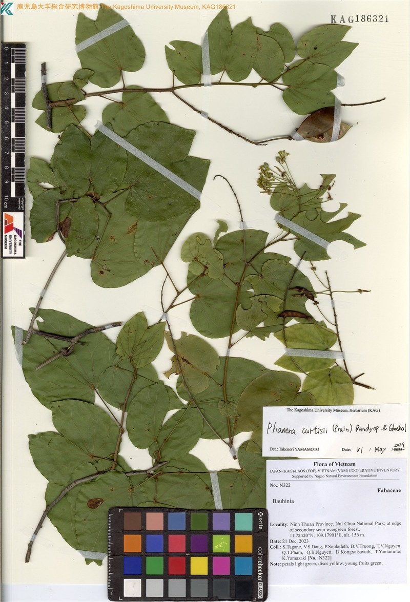 Phanera curtisii photo 5