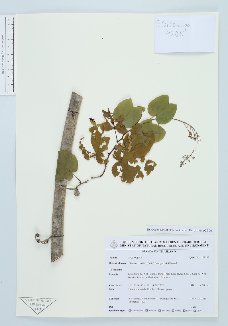 Phanera curtisii photo 6